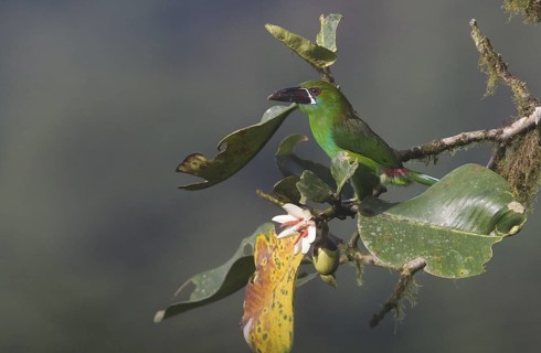 Crimson-rumped Toucanet (Aulacorhynchus haematopygus), Pichincha, Ecuador