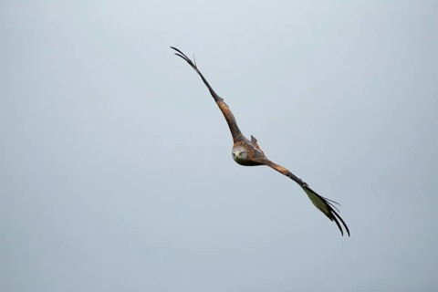 Red kite (Milvus milvus) adult raptor bird of prey in flight, Wales, United Kingdom
