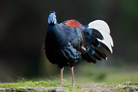 Crested Fireback (Lophura ignita rufa) male, Pahang, Malaysia