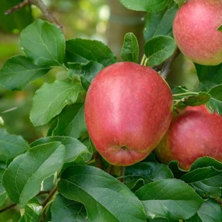 Apple (Malus domestica 'Rewena'),  Germany