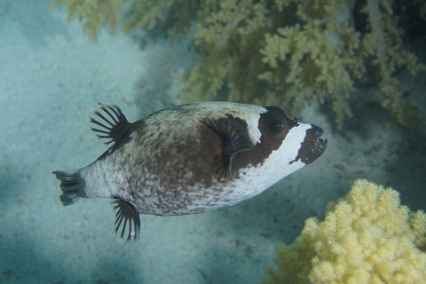 Masked pufferfish (Arothron diadematus)