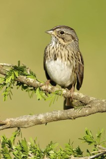 Lincoln's Sparrow (Melospiza lincolnii), Texas, USA