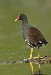 Common Moorhen (Gallinula chloropus), Canada