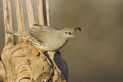 Gambel's Quail (Callipepla gambelii) female, Arizona, USA
