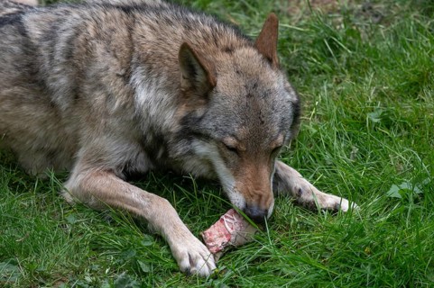 Wolf (Lupus) feeding, wildlife park, Bavaria, Germany
