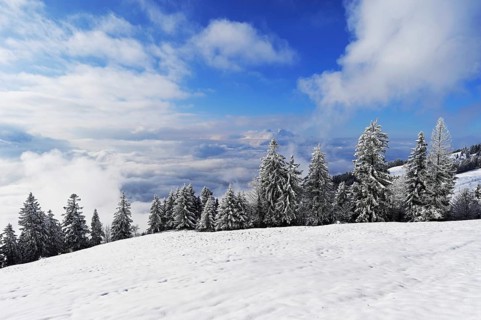 Winter landscape, snow-covered fir trees, Pilatus in the background, Rigi Staffel, Canton Schwyz,