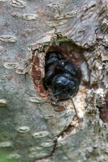 Apidae, bees, blue wood bee, large wood bee, hymenoptera, violet-winged wood bee, xylocopa