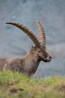 Alpine Ibex (Capra ibex) male portrait, High Tauern, Carinthia, Austria