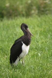 Black stork (Ciconia nigra) young bird in the meadow, Allgäu, Bavaria, Germany