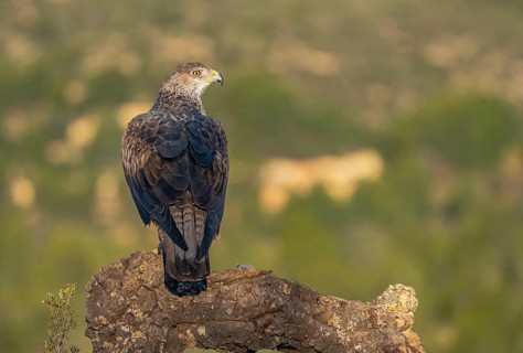 A stunning Bonelli's Eagle sits gracefully on a rugged perch in the wild landscapes of Valencia,