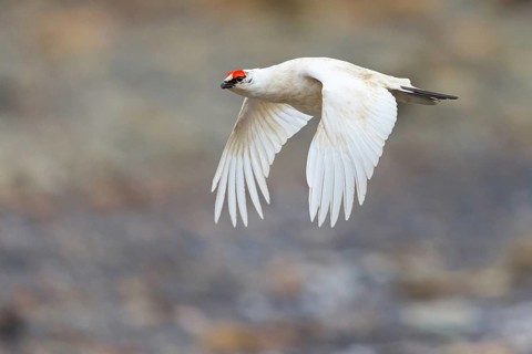 Rock ptarmigan, Svalbard rock ptarmigan, Ptarmigan, (Lagopus mutus), Lagopus muta hyperbore), male,
