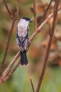 Pearly–bellied Seedeater (Sporophila pileata) perched on a branch in the Atlantic rainforest of