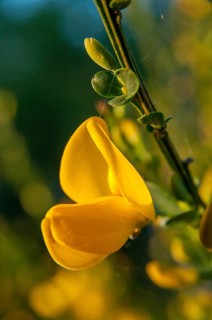 Broom broom, broom priem, bram, Brandenburg, cytisus scoparius, sweet broom, fabaceae, Germany,
