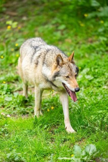 European gray wolf (Canis lupus lupus) on a meadow, Germany