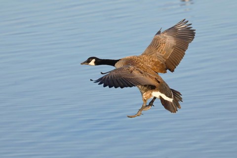 Canada goose (Branta canadensis), landing in shallow water, Gunzenhausen, Altmühlsee, Franconian