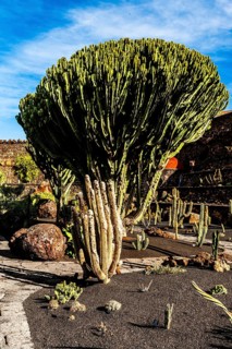 Jardin de Cactus with more than 10,000 cacti by Cesar Manrique, Guatiza, Lanzarote, Canary Islands,