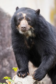 American black bear (Ursus americanus), walking on a rock, captive, Bavaria, Germany