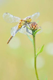 Ruddy Darter (Sympetrum sanguineum), female with a dewdrop, North Rhine-Westphalia, Germany