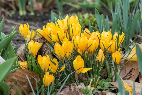 Crocus (Crocus vernus 'Yellow'),  Germany
