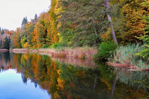 Egelsee in autumn-colored surroundings, Bergdietikon, Canton of Aargau, Switzerland
