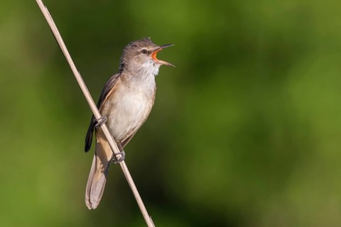 Great Reed Warbler (Acrocephalus arundinaceus) male singing in reeds, Poland