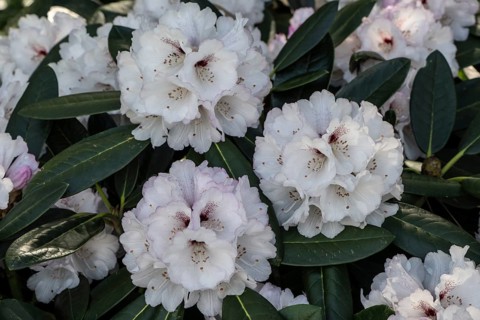 Rhododendron blossom (Rhododendron Great Dane), Lower Saxony, Germany