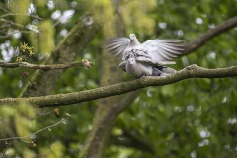 Eurasian collared doves (Streptopelia decaocto), mating, Emsland, Lower Saxony, Germany