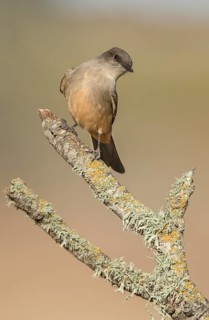 Say's Phoebe (Sayornis saya) perched on a branch, California, USA