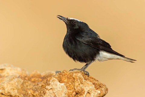 Saharasteinschmätzer, White-crowned, Black Wheatear, White-tailed Wheatear, Oenanthe leucopyga,