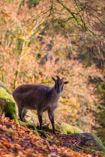 A female Himalayan tahr (Hemitragus jemlahicus) stands on a rocky slope. In the background is a