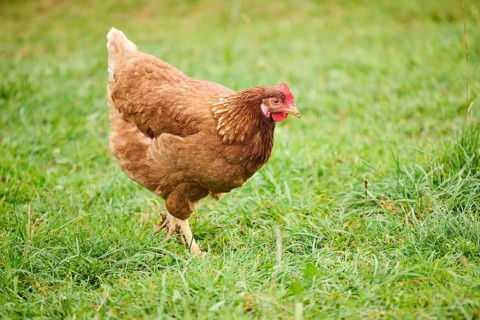 A chicken with brown feathers and a red comb walking on grass during the day, Chicken (Gallus