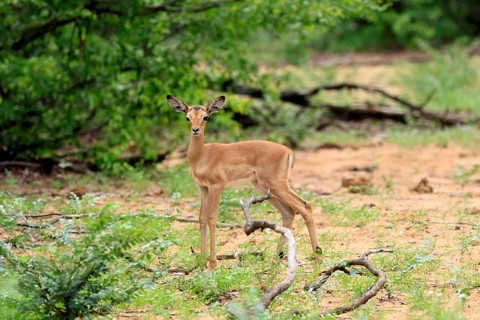 Black-heeled antelope (Aepyceros melampus), impala, young, alert, Kruger National Park, South