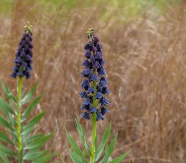 Persian Fritillaria, Fritilllaria persica, lily plant, Berlin, Germany