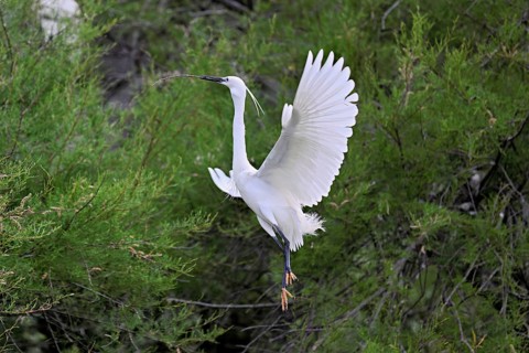 Little Egret (Egretta garzetta), with nesting material in its beak, taking departure from a tree,