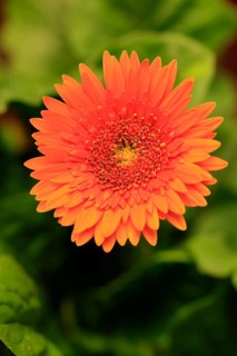 Gerbera (Gerbera), flowering, flower, orange, Ellerstadt, Germany