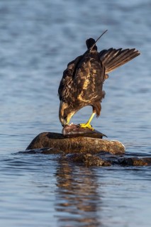 Western Marsh Harrier (Circus aeruginosus) female eating fish, Mecklenburg-Western Pomerania