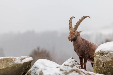 A male ibex (Capra ibex) stands on a rock in the snowstorm. A forest can be seen dimly in the