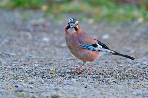 Eurasian Jay frontal on gravel path, with conspicuous plumage in natural environment, jay (Garrulus