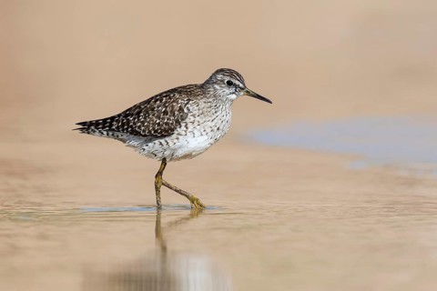 Wood Sandpiper (Tringa glareola) foraging, Eilat, Israel
