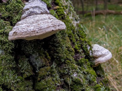 Tinder fungus, Common tinder fungus, Hadersau, Hadernsau (Fomes fomentarius)