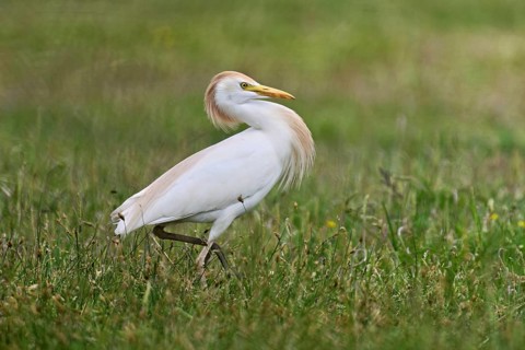 Cattle egret (Bubulcus ibis), foraging in a meadow, Camargue, southern France, France