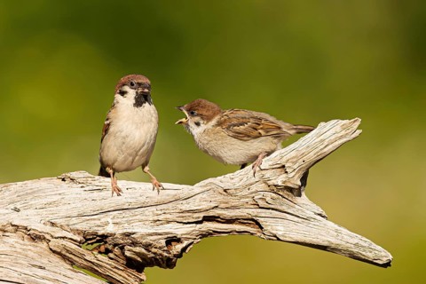 Eurasian Tree Sparrow (Passer montanus) with begging chick, Oeland, Sweden