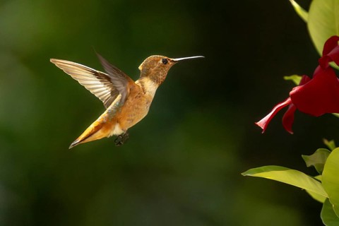 Rufous hummingbird enjoying the red mandevilla