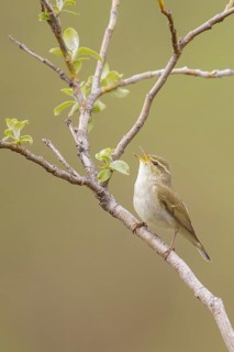Arctic warbler (Phylloscopus borealis) perched on a branch in Nome, Alaska