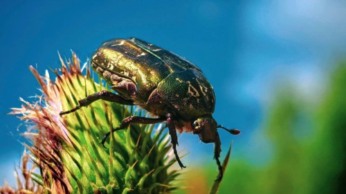 A close-up of a metallic green rose chafer (Cetonia aurata) crawling on a prickly thistle (Cirsium
