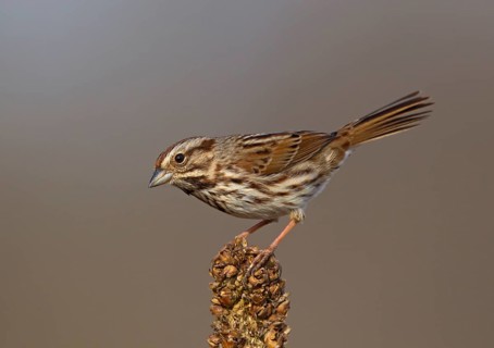 Song Sparrow (Melospiza melodia), Ohio, USA