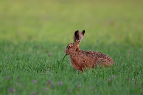 European brown hare (Lepus europaeus) adult animal feeding in farmland cereal crop in spring,