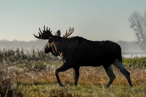 A bull moose (Alces alces) on the shore of a lake, October, Denmark