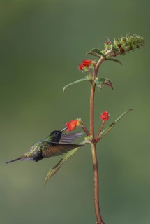 Black-bellied Hummingbird (Eupherusa nigriventris), Costa Rica