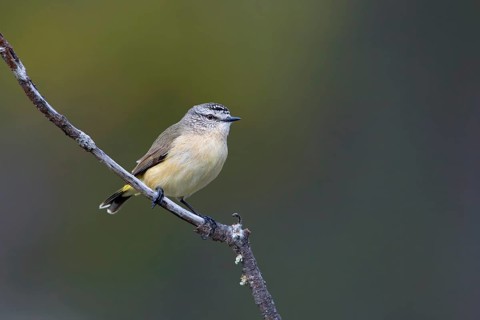 Yellow-rumped Thornbill (Acanthiza chrysorrhoa), Victoria, Australia
